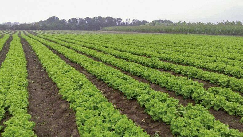 agriges-suelos-cansados-nema-300|7548ca54|782cbb73